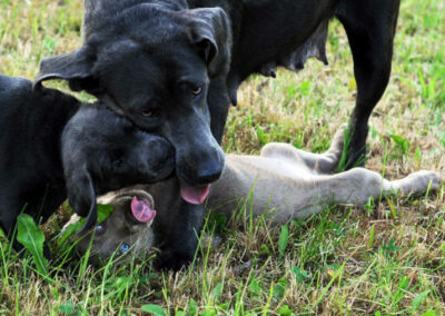 Labradore der Zuchtstätte Labrador vom Spessartbogen von Markus und Tanja Jäger, Steinau