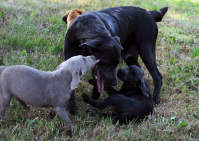Labradore der Zuchtstätte Labrador vom Spessartbogen von Markus und Tanja Jäger - Steinau
